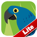 Animal Colours - Blue Lite (Interactive animal flashcards for babies a
